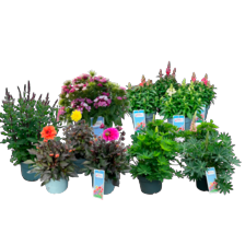 Vaste planten